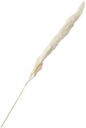 Farmlyn Creek Ivory Pampas Grass Vase Set