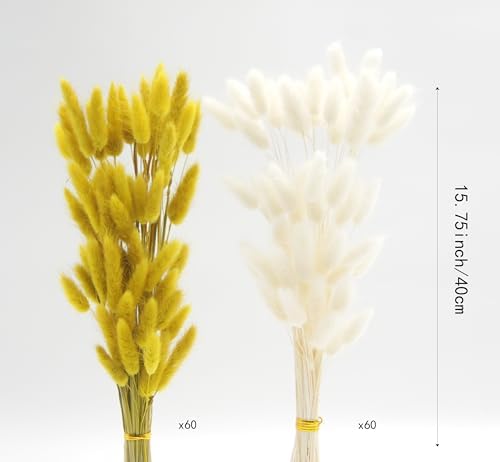 JOJAZE Dried Bunny Tails Flowers 120pcs for Home Decor