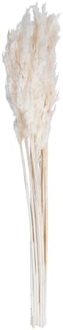 Vickerman Bleached Plume Reed 36 Inch Bundle