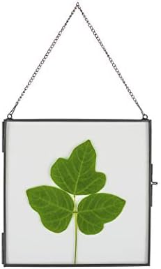 NCYP Hanging Glass Floating Frame for Pressed Flowers and Photos