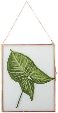 NCYP 8x10 Inch Rose Gold Wall Frame for Photos and Plants