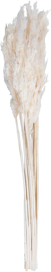 Vickerman Bleached Plume Reed 36 Inch Bundle