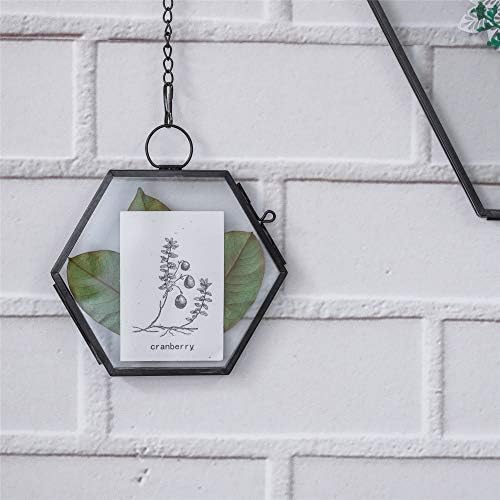 NCYP Mini Hanging Hexagon Glass Frame for Dried Flowers and Photos