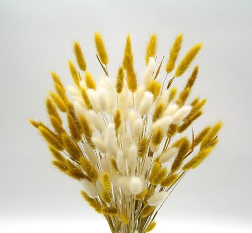 JOJAZE Dried Bunny Tails Flowers 120pcs for Home Decor