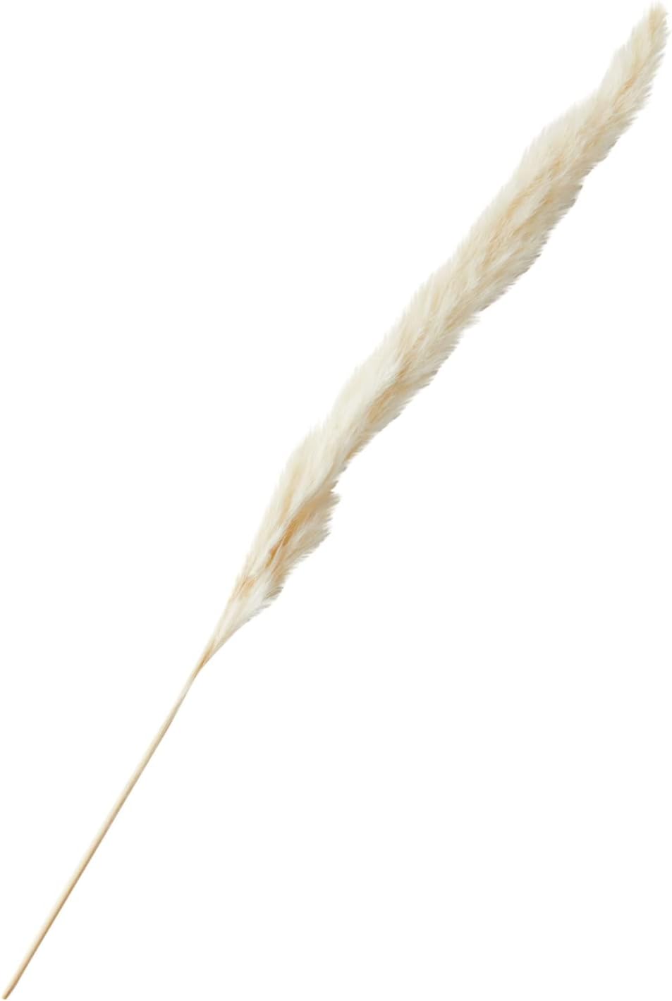 Farmlyn Creek Ivory Pampas Grass Vase Set