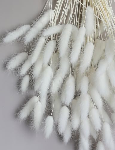 120 Sticks Dried Bunny Tail Flowers for Decor