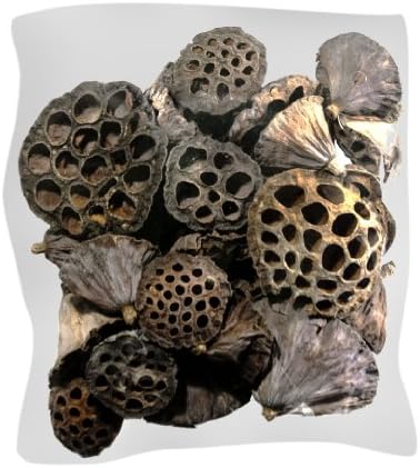 SuperMoss 40-Piece Lotus Pods Brown Mixed