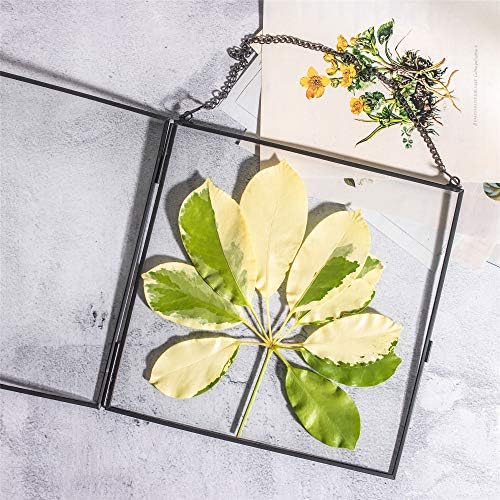 NCYP Hanging Glass Floating Frame for Pressed Flowers and Photos