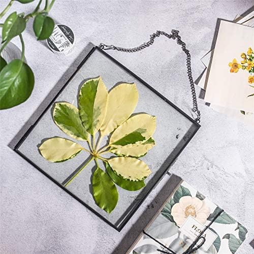 NCYP Hanging Glass Floating Frame for Pressed Flowers and Photos