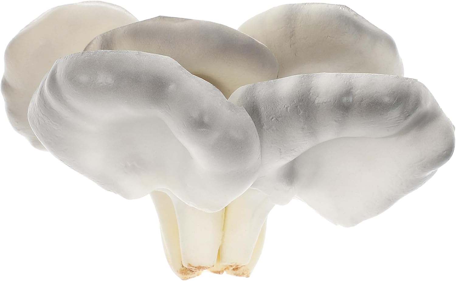 Realistic Artificial Oyster Mushrooms Photo Prop