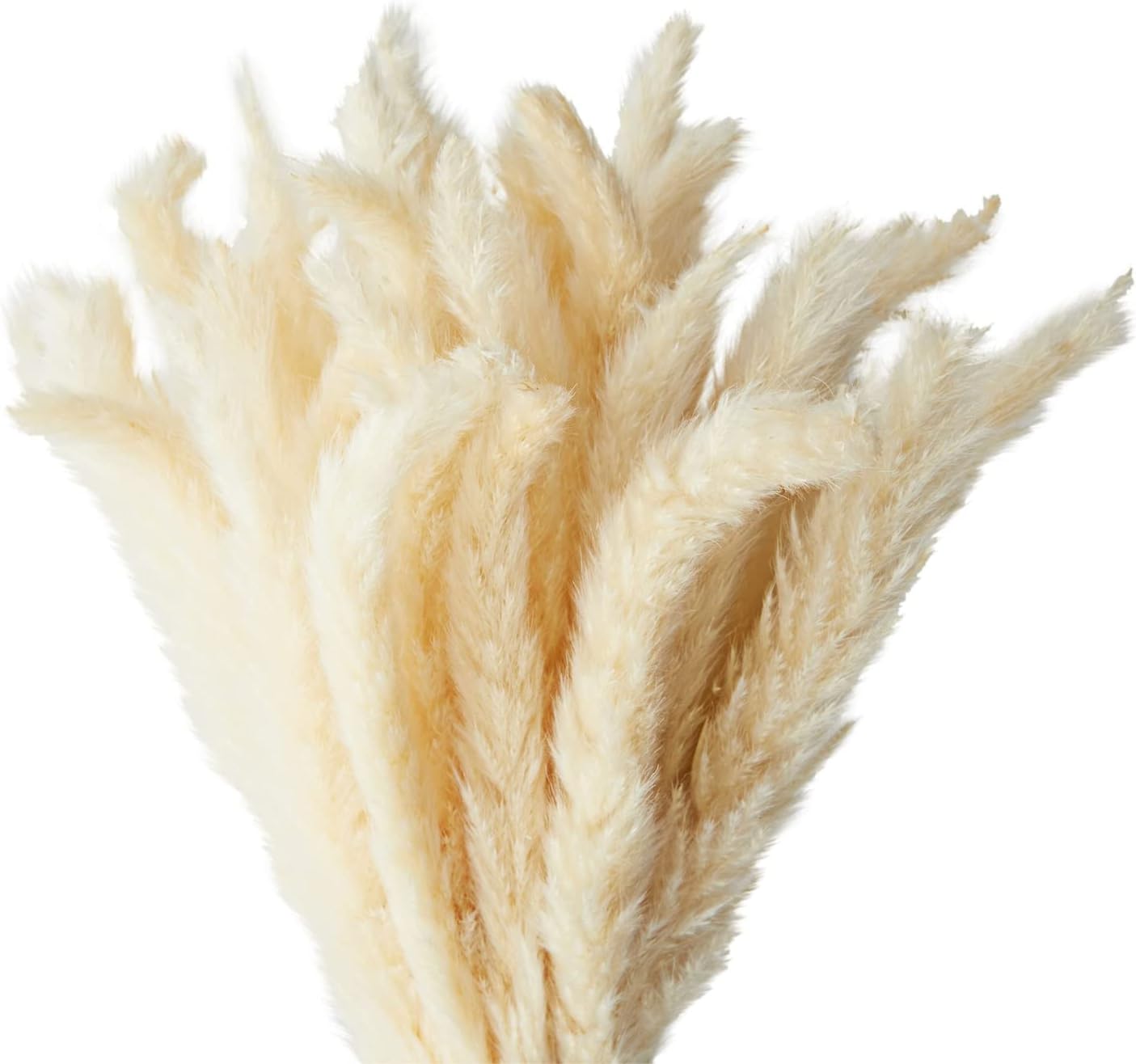 Farmlyn Creek Ivory Pampas Grass Vase Set