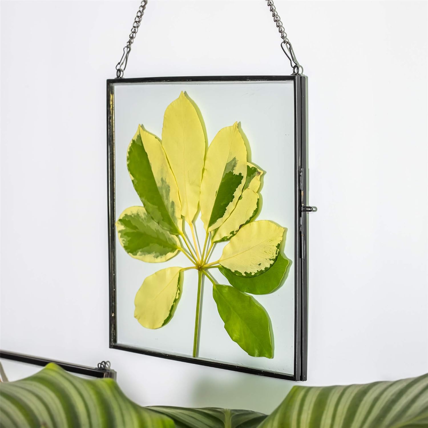 NCYP Hanging Glass Floating Frame for Pressed Flowers and Photos