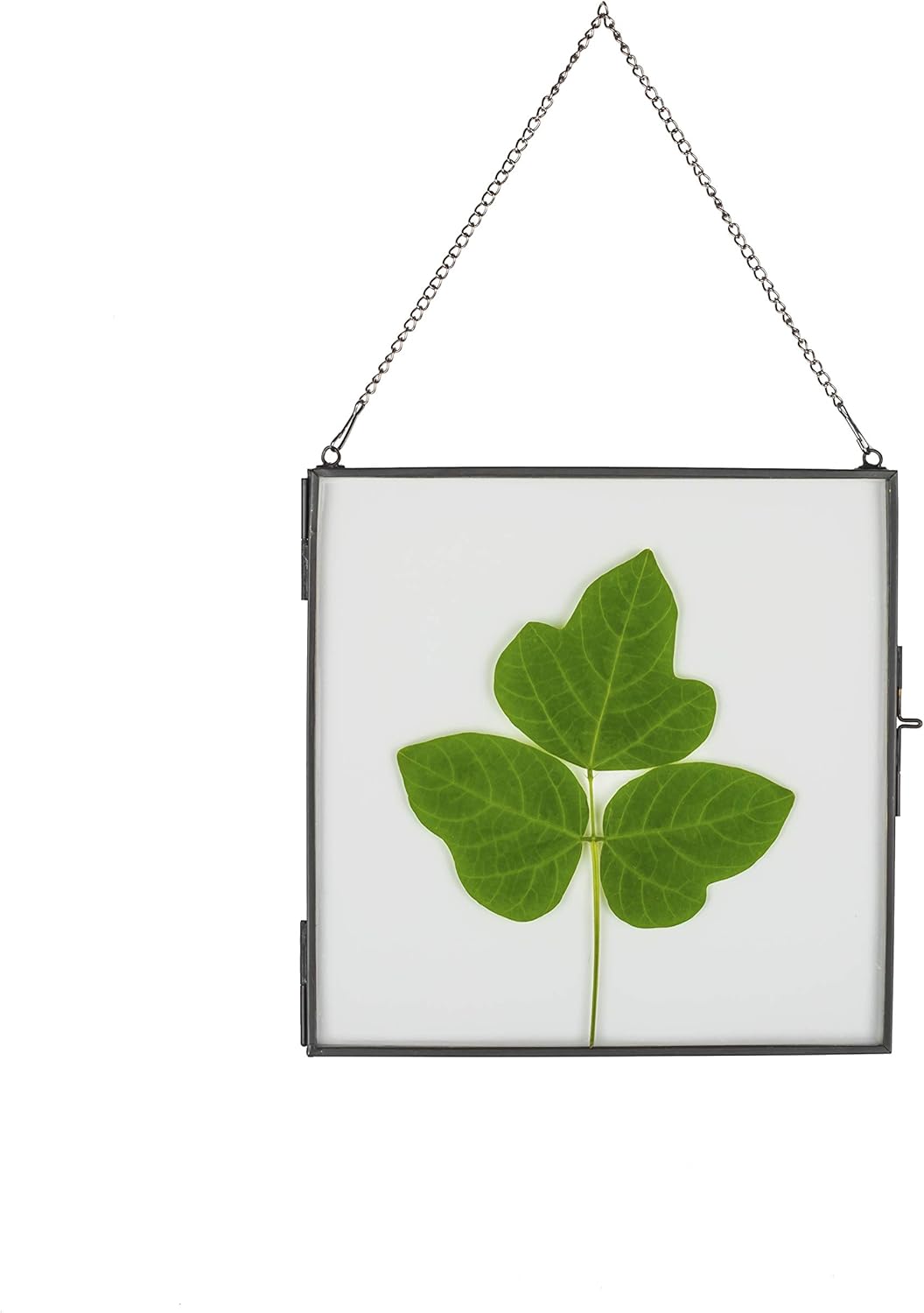 NCYP Hanging Glass Floating Frame for Pressed Flowers and Photos