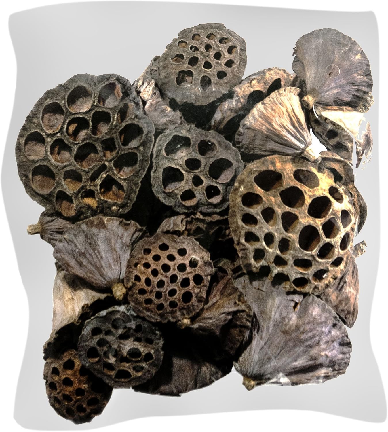 SuperMoss 40-Piece Lotus Pods Brown Mixed