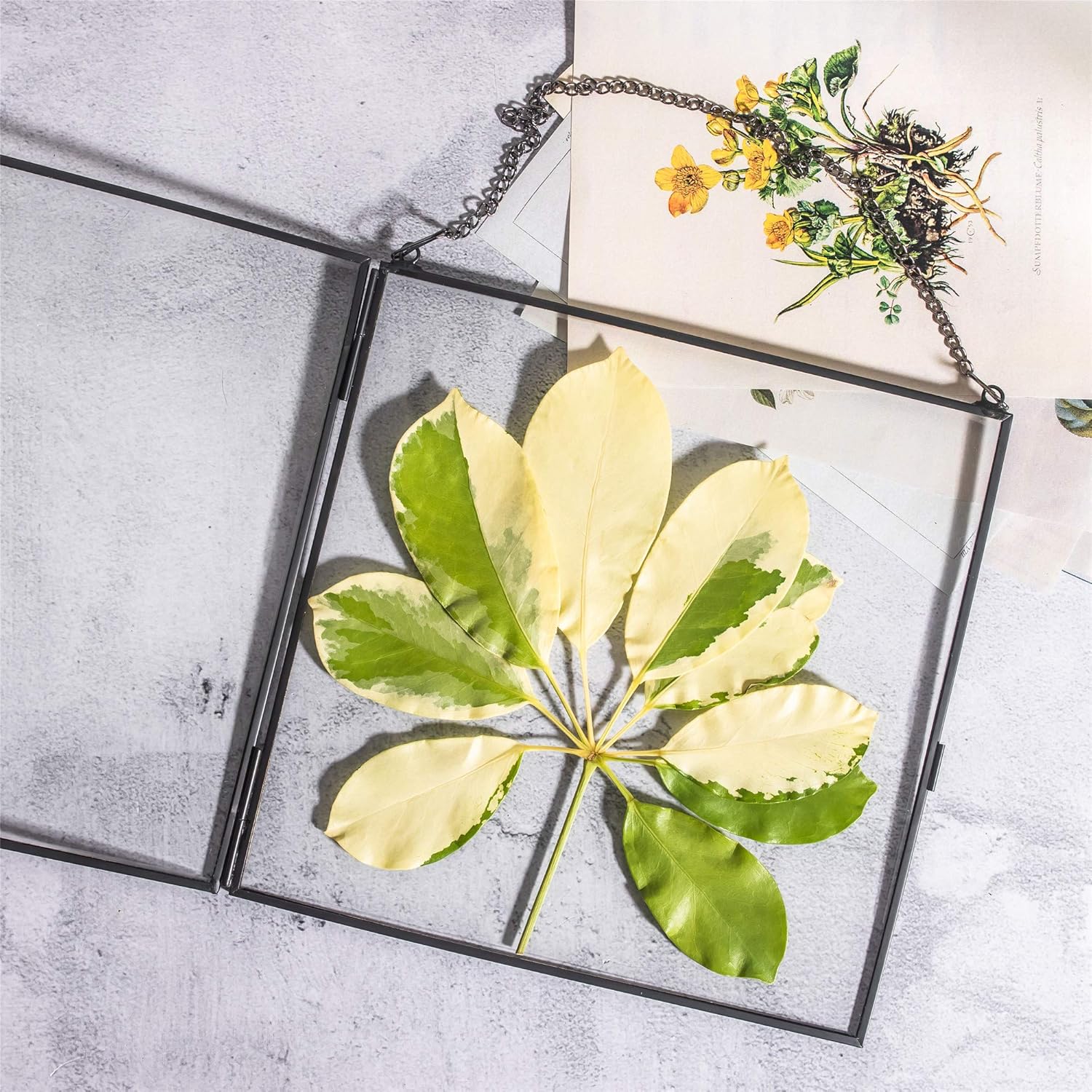 NCYP Hanging Glass Floating Frame for Pressed Flowers and Photos