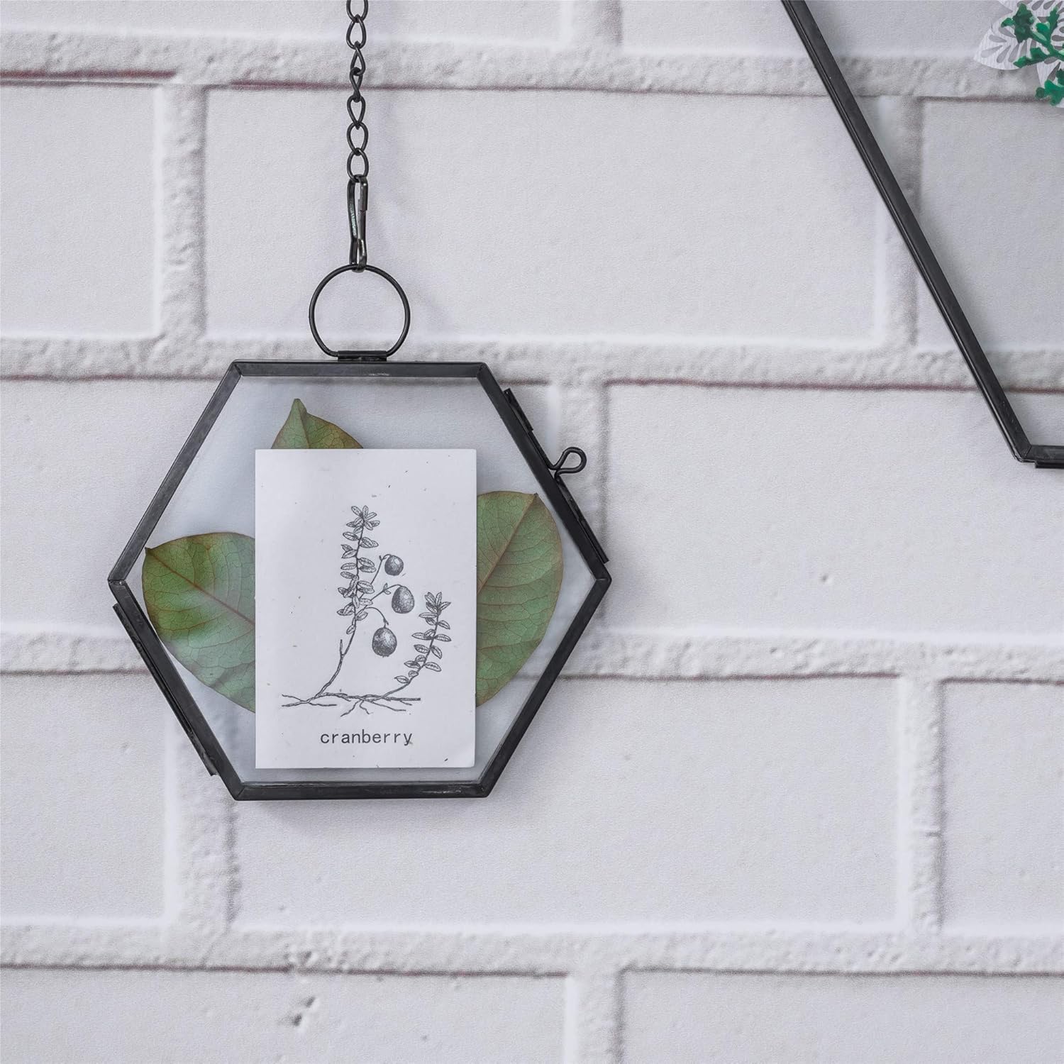 NCYP Mini Hanging Hexagon Glass Frame for Dried Flowers and Photos